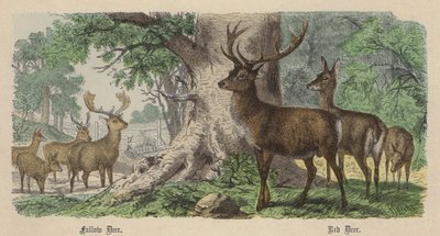 Dámszarvas, Gímszarvas (színes metszet) alkotó: Friedrich Specht