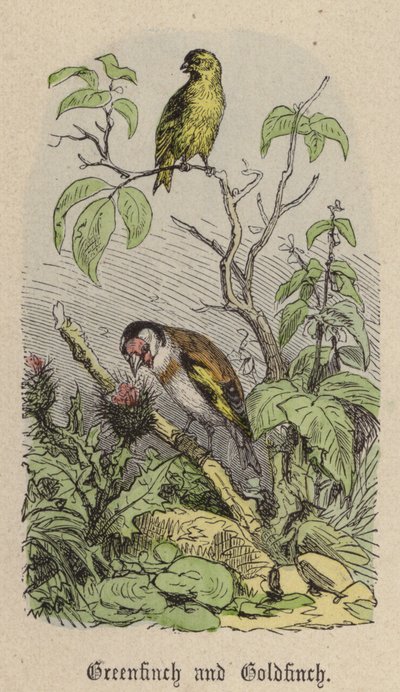 Zöldpinty és aranypinty (színes metszet) alkotó: Friedrich Specht