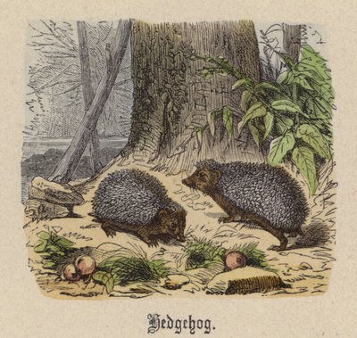Sün (színes metszet) alkotó: Friedrich Specht