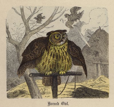 Szarvas bagoly (színes metszet) alkotó: Friedrich Specht