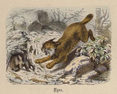 Lynx (színes metszet) alkotó: Friedrich Specht