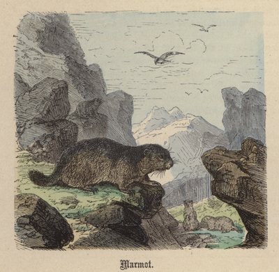 Mormota (színes metszet) alkotó: Friedrich Specht