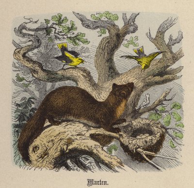 Marten (színes metszet) alkotó: Friedrich Specht