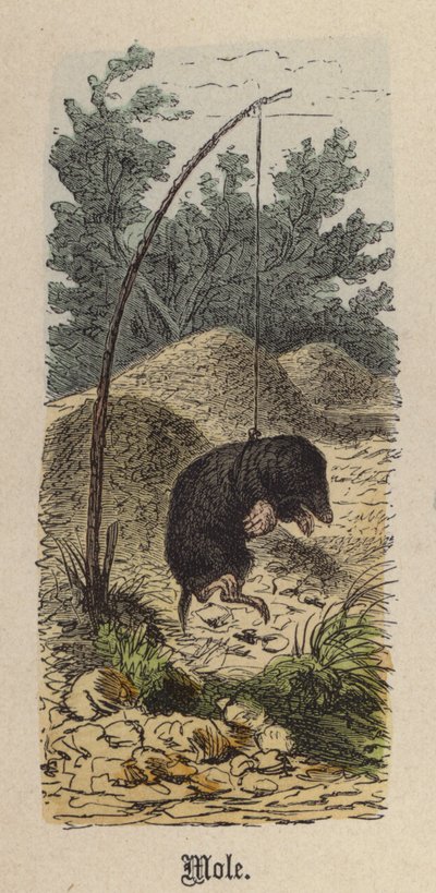 Vakond (színes metszet) alkotó: Friedrich Specht