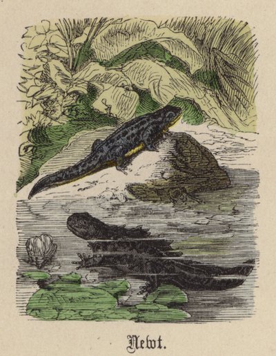 Newt (színes metszet) alkotó: Friedrich Specht