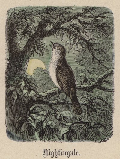 Nightingale (színes metszet) alkotó: Friedrich Specht