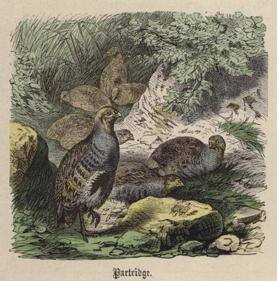 Partridge (színes metszet) alkotó: Friedrich Specht