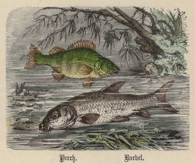 Sügér, márna (színes metszet) alkotó: Friedrich Specht