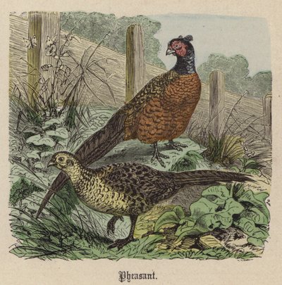 Fácán (színes metszet) alkotó: Friedrich Specht