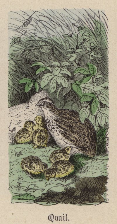 Fürj (színes gravírozás) alkotó: Friedrich Specht