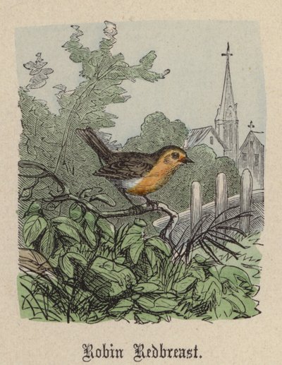 Robin Redbreast (színes metszet) alkotó: Friedrich Specht
