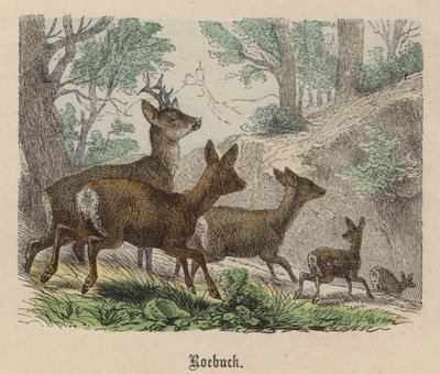 őzbak (színes metszet) alkotó: Friedrich Specht