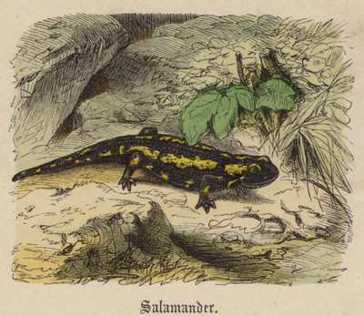 Szalamandra (színes metszet) alkotó: Friedrich Specht