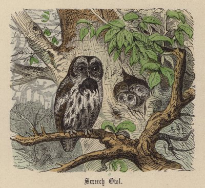 Screech Owl (színes metszet) alkotó: Friedrich Specht
