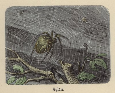 Pók (színes gravírozás) alkotó: Friedrich Specht