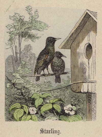 Starling (színes metszet) alkotó: Friedrich Specht