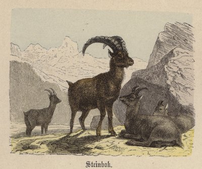 Steinbok (színes metszet) alkotó: Friedrich Specht