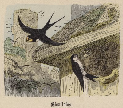 Fecskék (színes metszet) alkotó: Friedrich Specht