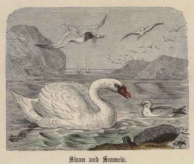 Swan and Seamew (színes metszet) alkotó: Friedrich Specht