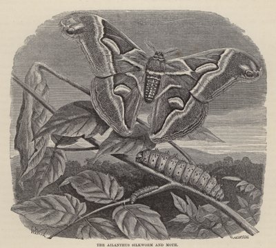 Az Ailanthus selyemhernyó és lepke (metszet) alkotó: Friedrich Specht