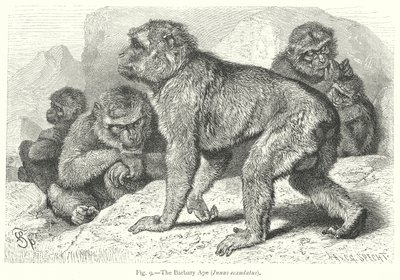 A barbár majom (Inuus Ecaudatus) (metszet) alkotó: Friedrich Specht