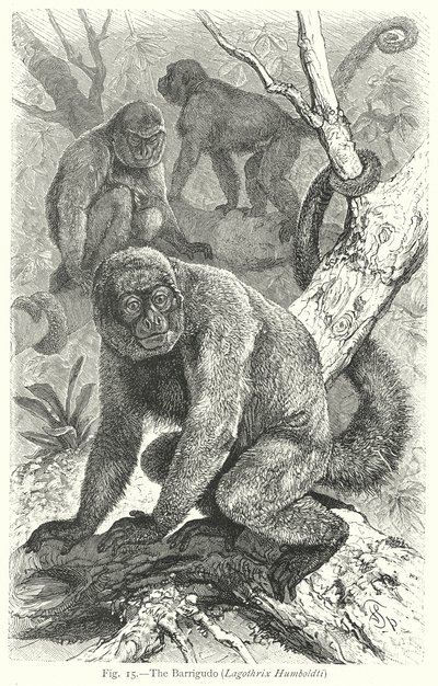 A Barrigudo (Lagothrix Humboldti) (metszet) alkotó: Friedrich Specht
