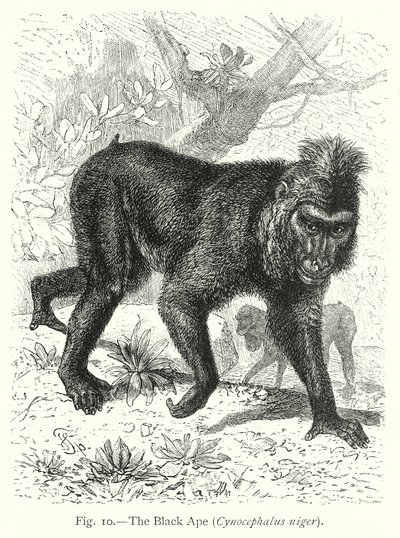 A fekete majom (Cynocephalus Niger) (metszet) alkotó: Friedrich Specht
