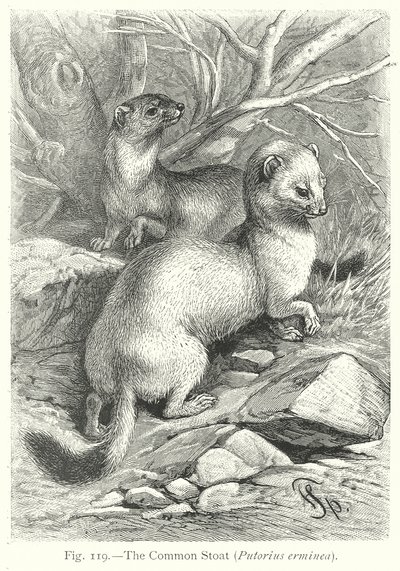 A közönséges szarvasbika (Putorius Erminea) (metszet) alkotó: Friedrich Specht