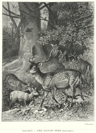 A dámszarvas (Dama Vulgaris) (metszet) alkotó: Friedrich Specht