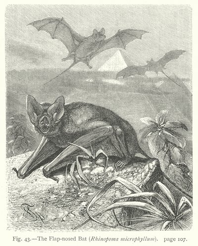 A csappantyús denevér (Rhinopoma Microphyllum) (metszet) alkotó: Friedrich Specht