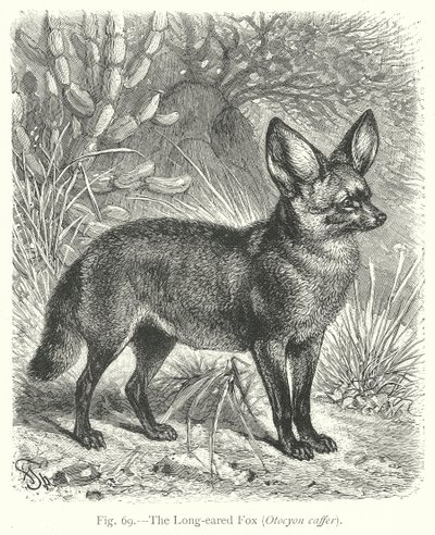 A hosszúfülű róka (Otocyon Caffer) (metszet) alkotó: Friedrich Specht