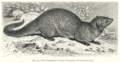 A mongúz vagy szürke Ichneumon (Herpestes Griseus) (metszet) alkotó: Friedrich Specht