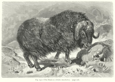 A pézsma-ox (Ovibos Moschatus) (metszet) alkotó: Friedrich Specht
