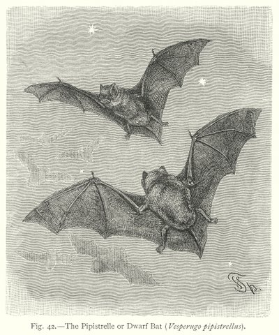 Pipistrelle vagy törpe denevér (Vesperugo Pipistrellus) (metszet) alkotó: Friedrich Specht
