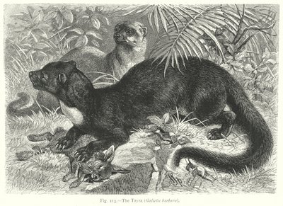 A Tayra (Galictis Barbara) (metszet) alkotó: Friedrich Specht