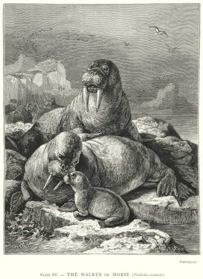 A rozmár (Trichechus Rosmarus) (metszet) alkotó: Friedrich Specht