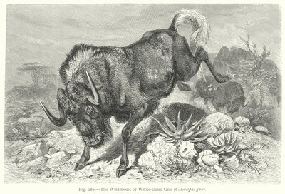 A gnú vagy fehérfarkú gnu (Catoblepas Gnu) (metszet) alkotó: Friedrich Specht