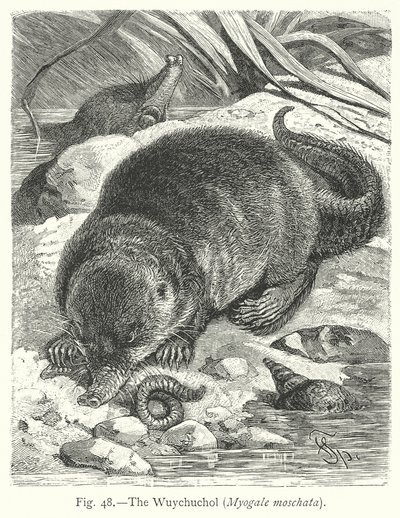 A Wuychuchol (Myogale Moschata) (metszet) alkotó: Friedrich Specht