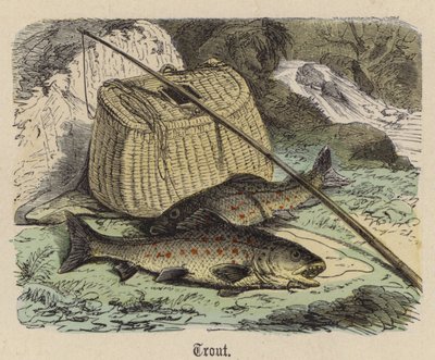 Pisztráng (színes metszet) alkotó: Friedrich Specht