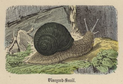 Vineyard-Snail (színes metszet) alkotó: Friedrich Specht