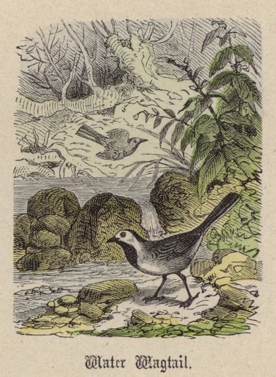 Water Wagtail (színes metszet) alkotó: Friedrich Specht