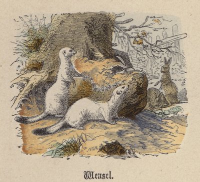 Menyét (színes metszet) alkotó: Friedrich Specht