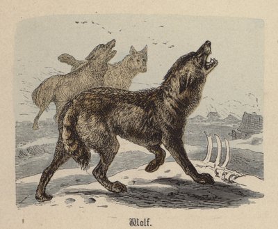Farkas (színes metszet) alkotó: Friedrich Specht