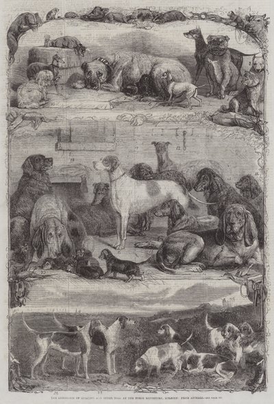 Sportkutyák és más kutyák kiállítása a Horse Repositoryban, Holborn, Prize Animals alkotó: Friedrich Wilhelm Keyl