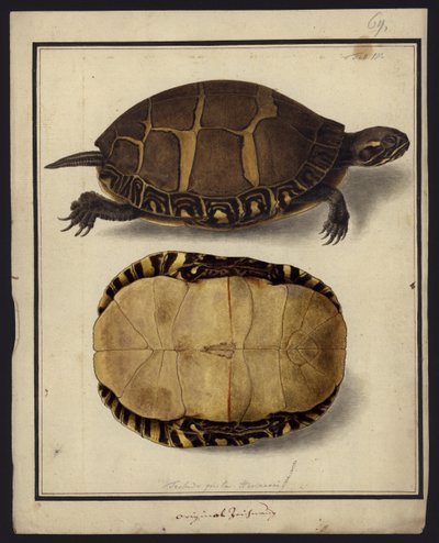 Chrysemys picta, 1792 előtt alkotó: Friedrich Wilhelm Wunder