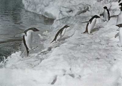 Pingvinek ugrálnak a jéglábra, c1911, 1913. alkotó: G. Murray Levick