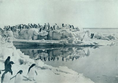 Pingvinek jéglábon, c1911, 1913 alkotó: G. Murray Levick