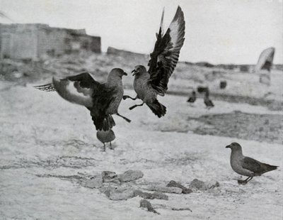 Skua sirályok harcolnak néhány sikló miatt, 1911, 1913 alkotó: G. Murray Levick