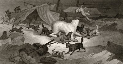 Medvevadászat, J. C. McRea metszete, az „Arctic Explorations in the Years 1853, 54, 55”, I. kötet, Doctor Elisha Kent Kane (1820-57) Philadelphia, 1856 alkotó: G. White