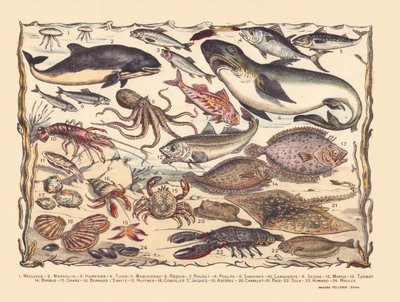 16. oldal: Medúza, delfin, hering, tonhal, makréla, cápa, márna, polip, szardínia, homár, tintahal, tőkehal, rombuszhal, szakáll, rák, Bernard remete, osztriga, fésűkagyló, asztéria, csempe, rája, nyelvhal, homár, kagyló alkotó: Gabriel Gostiaux